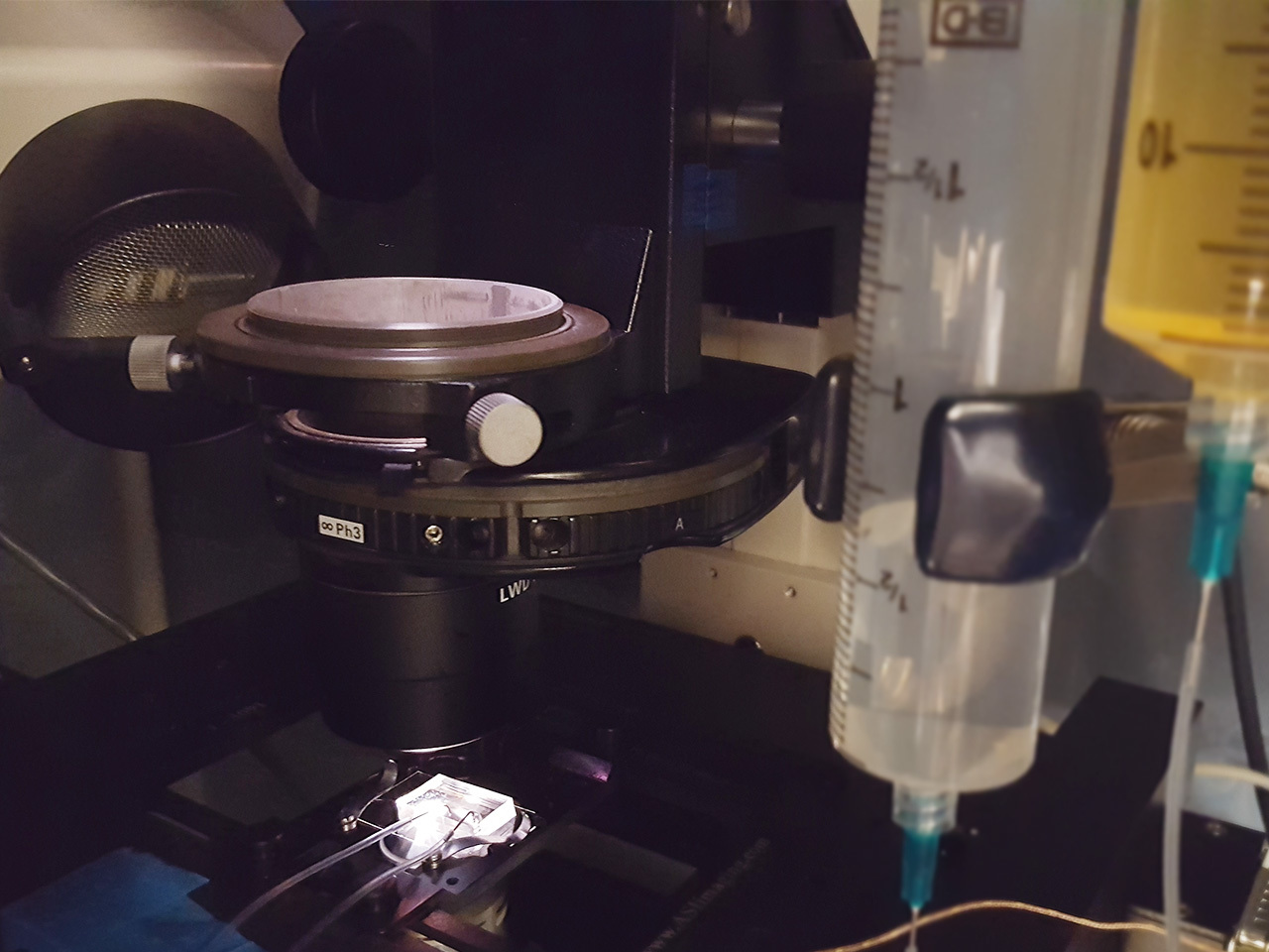 Aging bacteria find their equilibrium