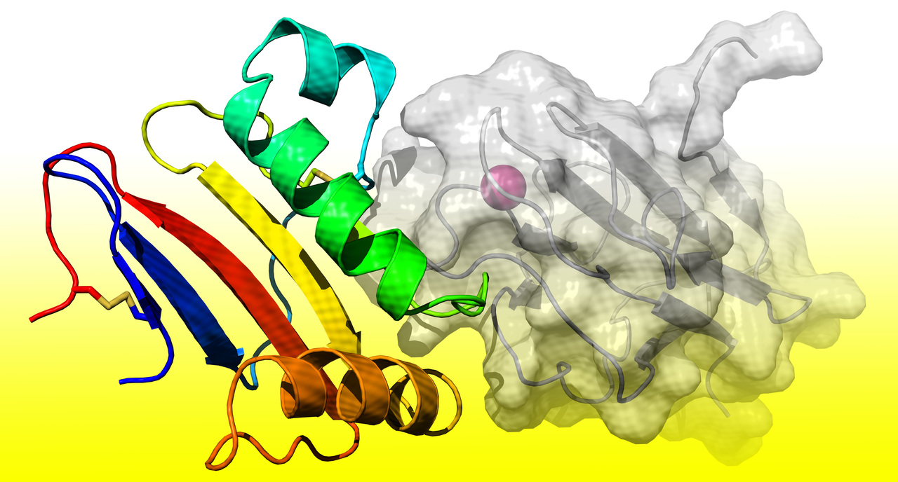 How Lujo virus finds its target cell?