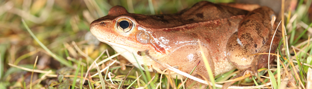 Playing with a loaded dice: Non-random transitions among frog sex chromosomes