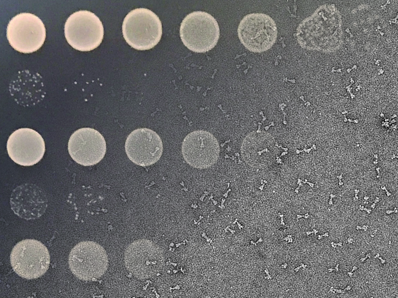 Molecular insights into the frontline of bacterial warfare