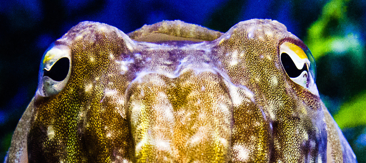 Cuttlefish behaviour at cellular resolution
