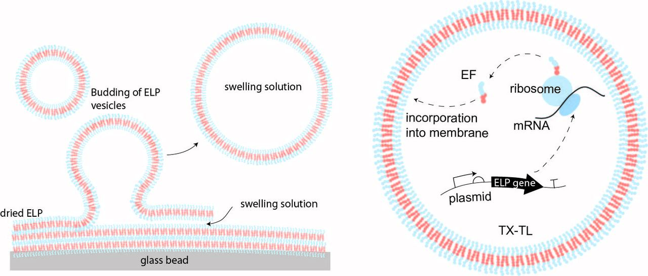 Rise of the Synthetic Peptide Cell