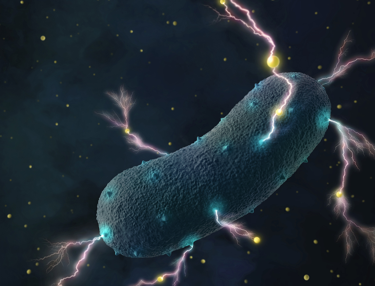 The electrifying life of Gram-positive bacteria