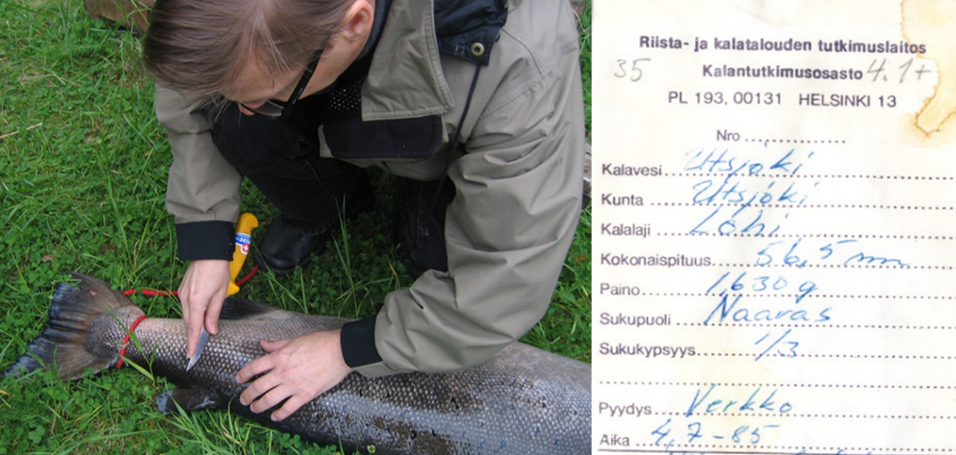 Detecting rapid evolution in salmon: the importance of citizen science and evolving study designs