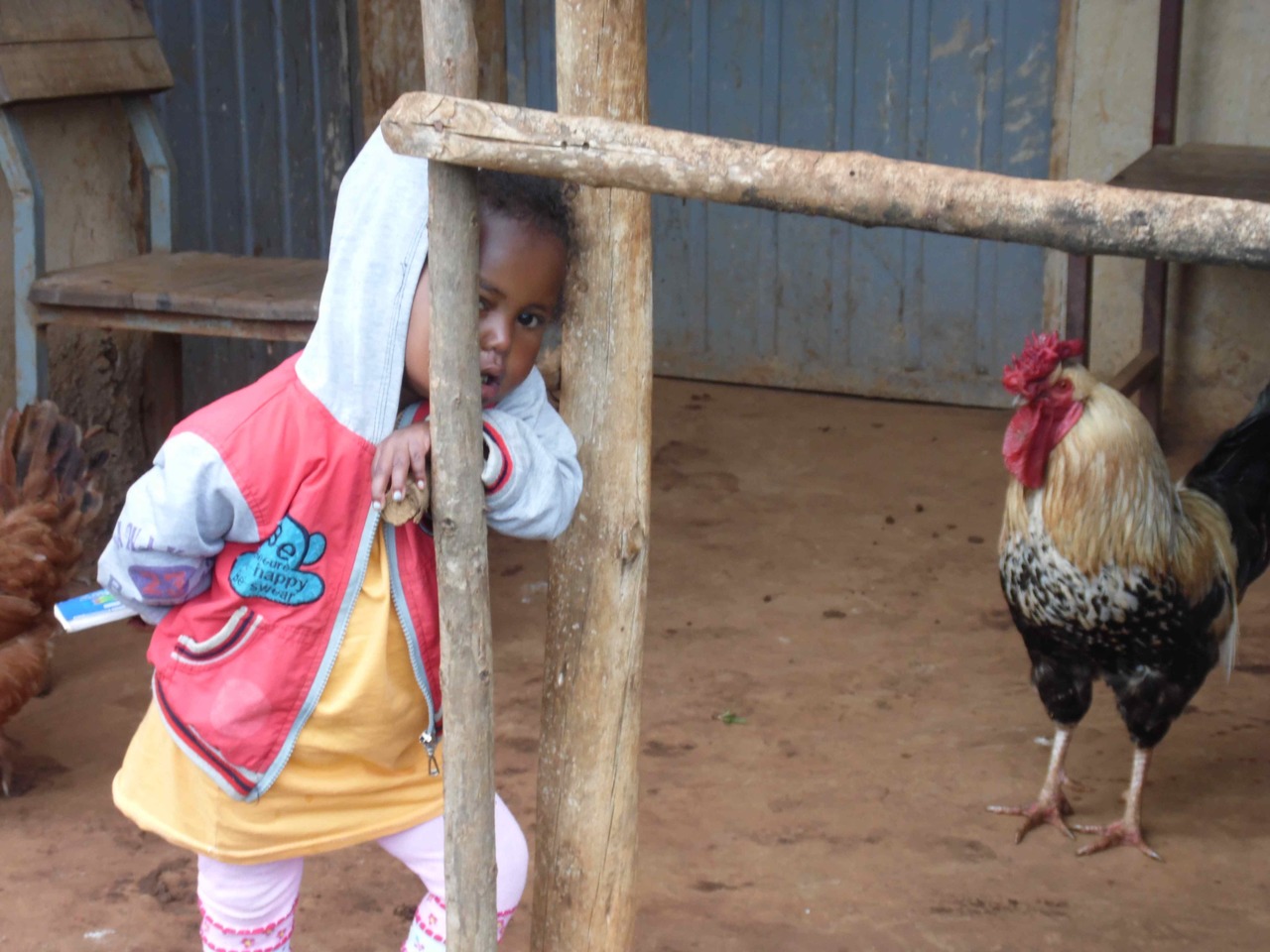 The role of local adaptation in sustainable production of village chickens