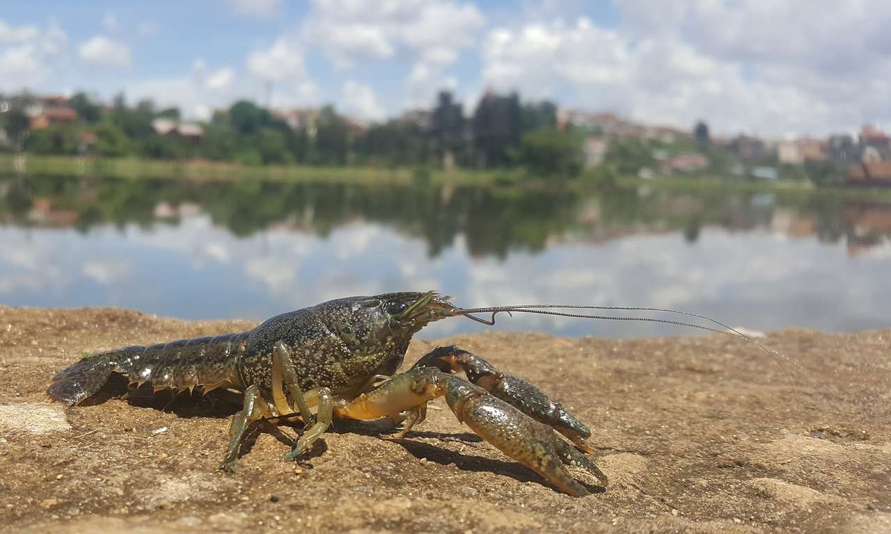 Invasive crayfish genome - Nature podcast