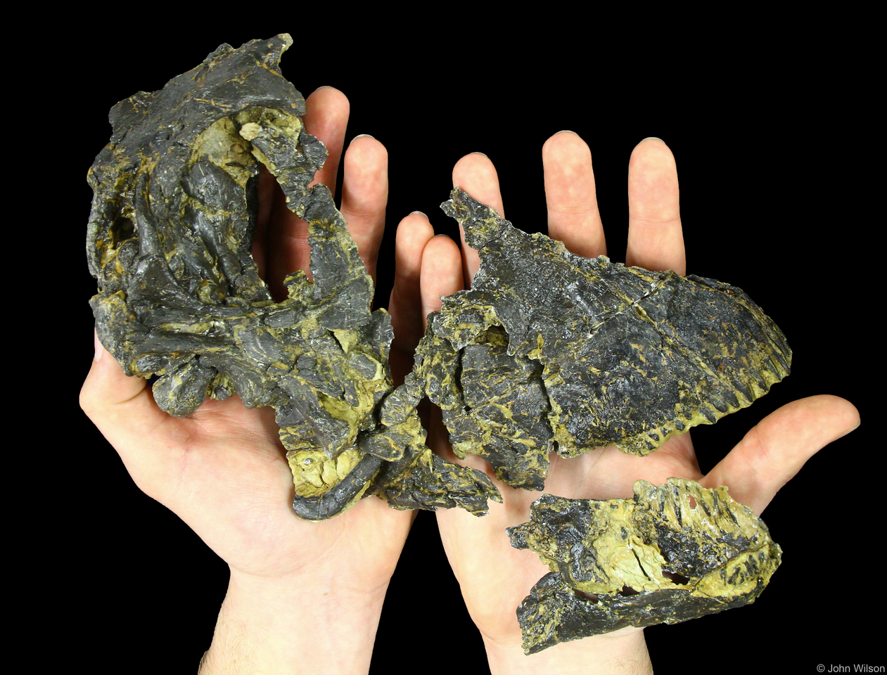 Andrew: the little giant