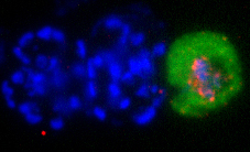 Redefining the initial steps of sexual development in malaria parasites