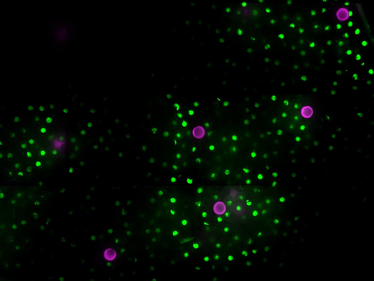 Making eukaryotic cell-mimics that can communicate and quorum sense