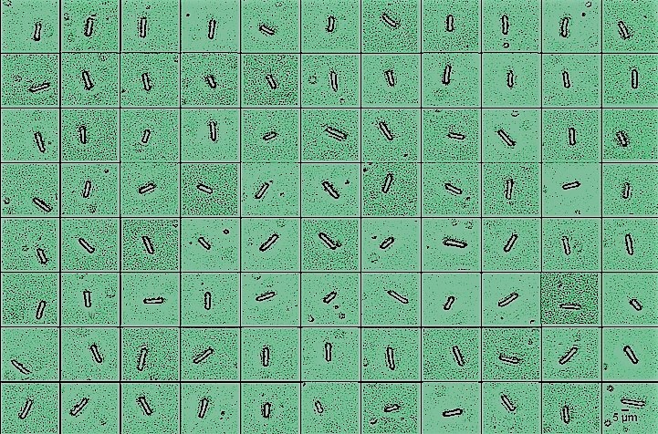 Assessing fission yeast transcriptional heterogeneity