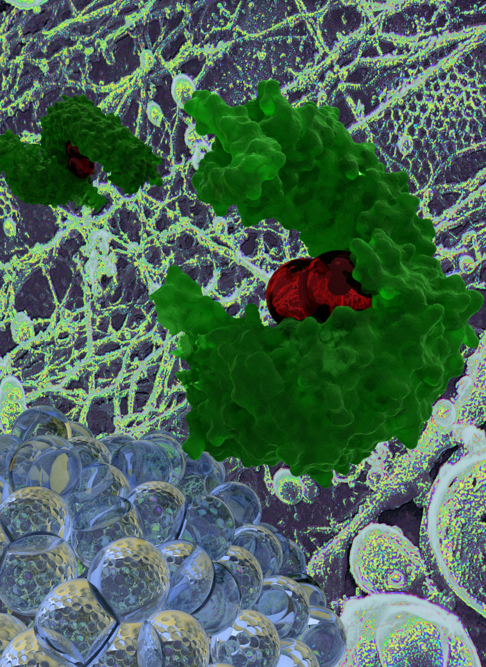 Debundling a waddle of flu ribonucleoproteins