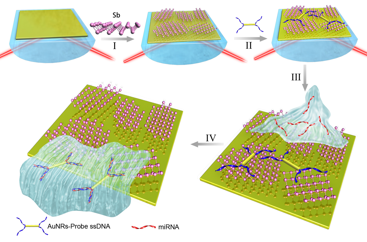 A surface plasmon resonance biosensor based on antimonene for miRNA/ssDNA
