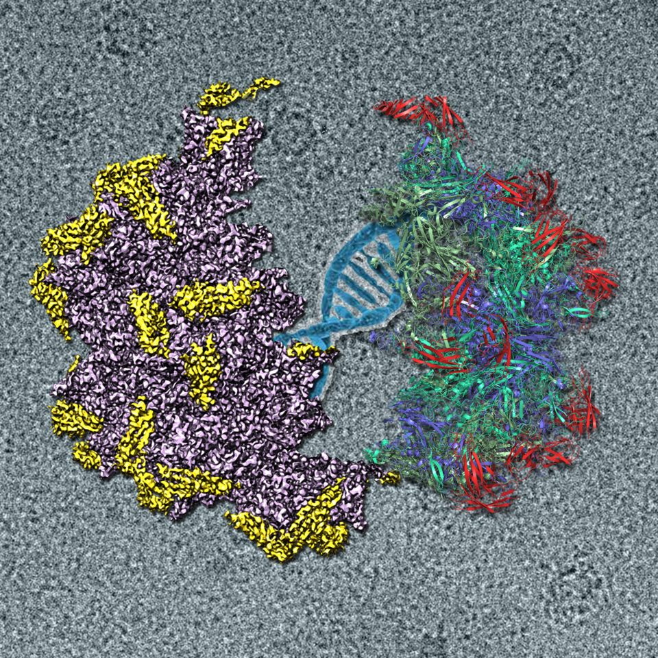Knowing the receptor recognition of adeno-associated virus 2 at atomic level