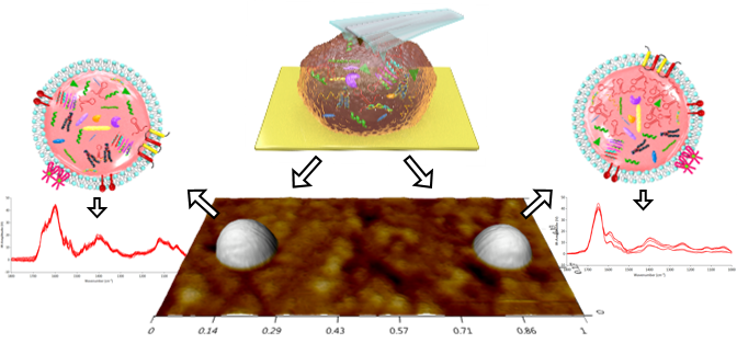 Decoding nanoscale cellular messages – advancing extracellular vesicles towards mainstream medicine.