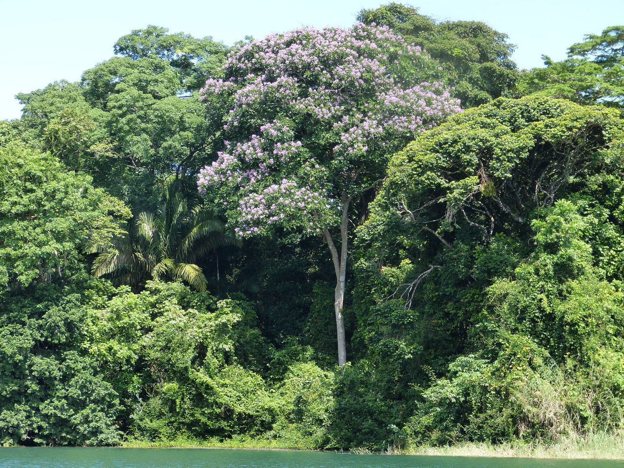 Why cooperate when you could cheat?