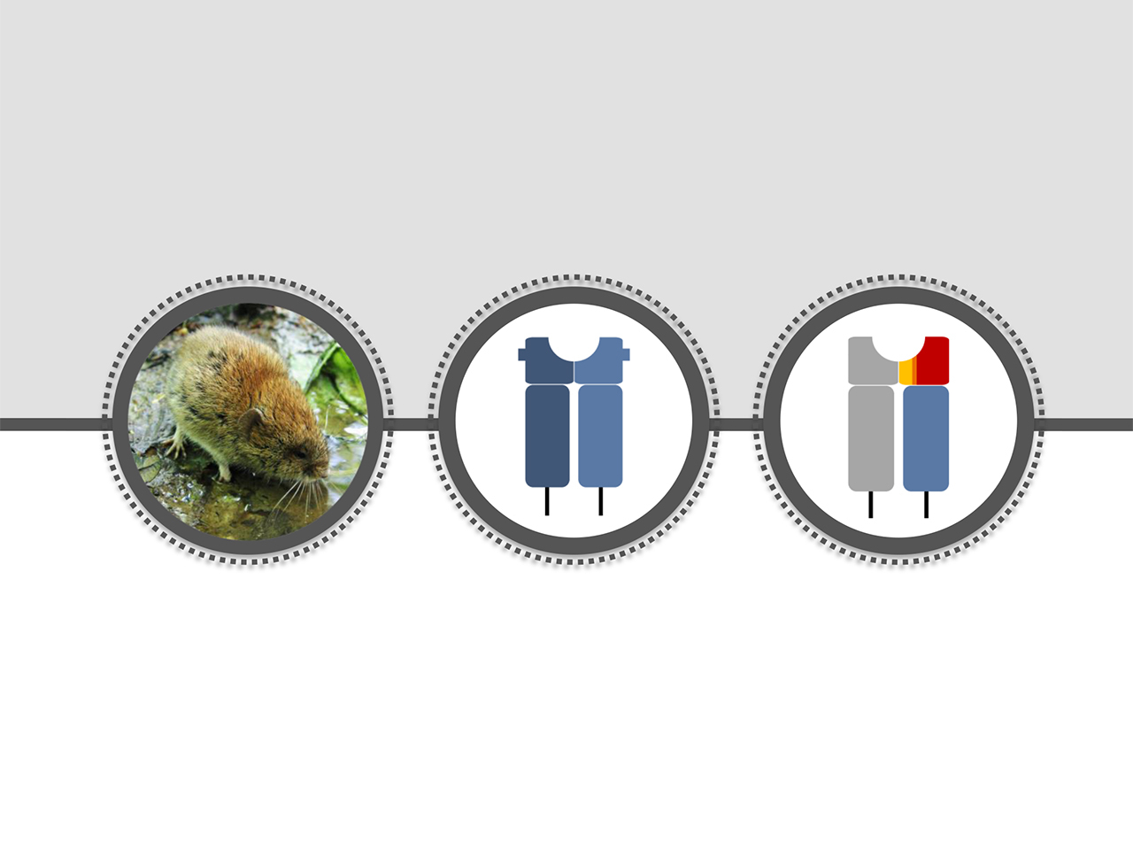 Evolutionary trade-offs shaping the immune system of vertebrates