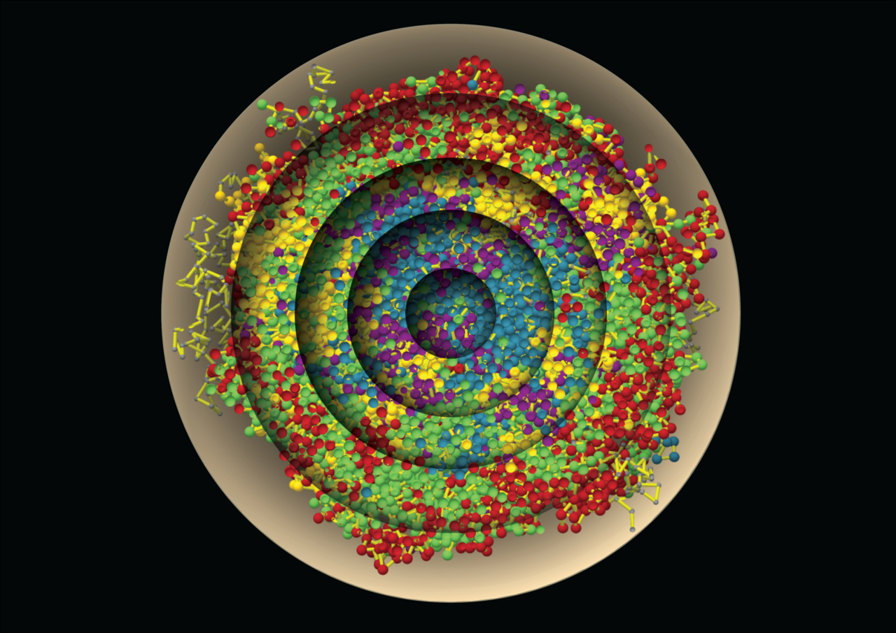 A journey from the periphery towards the center of the cell nucleus
