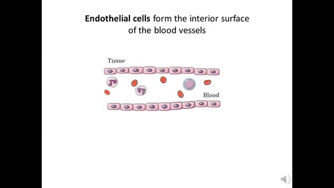 FEBS 2019-P.12-006-Endothelial cells-single cell analysis