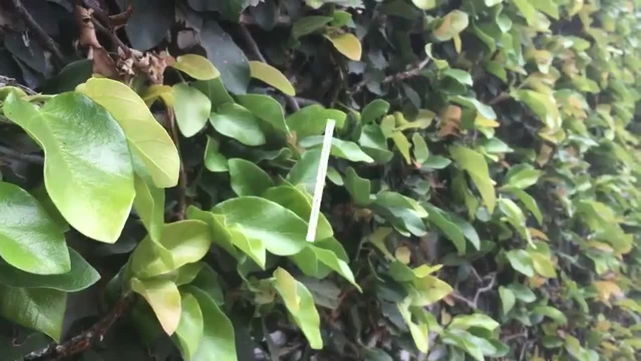 Laidlaw Video Showcase 2019 (Aoife Kearins)