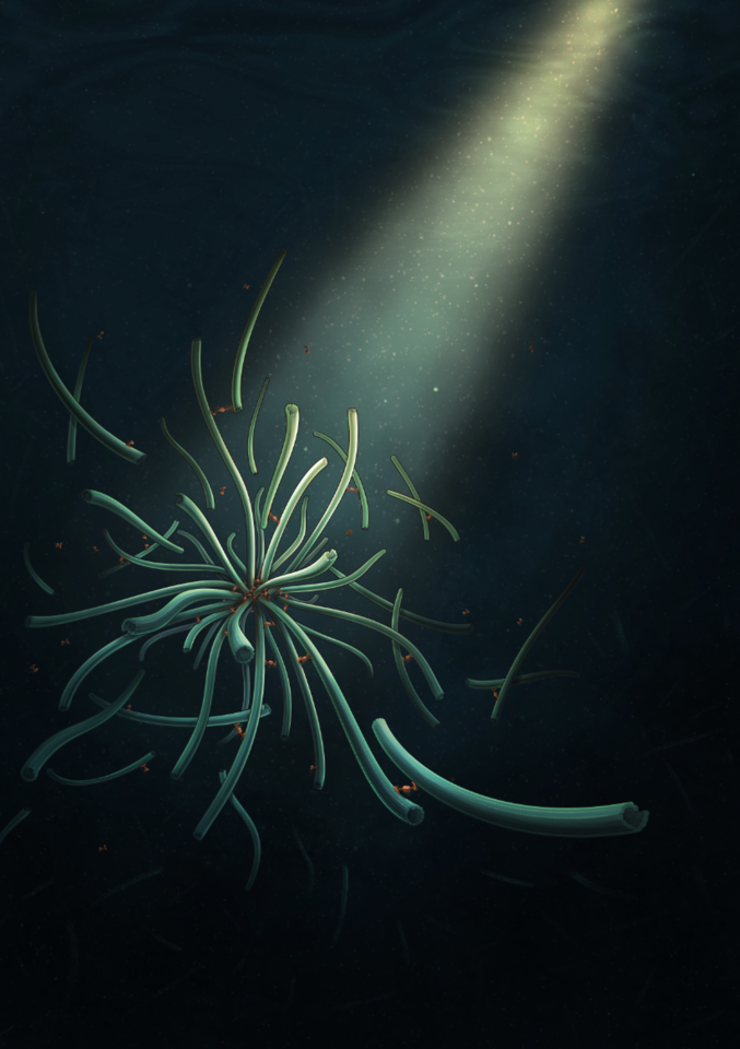 Controlling Forces and Organization in Active Matter