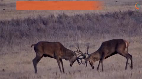 Gallery | Costly traits like deer antlers can be modulated according to the social environment, i.e. rivals vs. mates, also with consequences in expected longevity