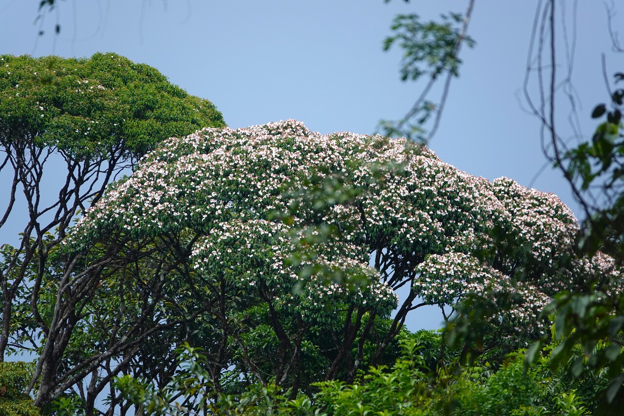 Pollination and dispersal networks in the Amazonian tree flora