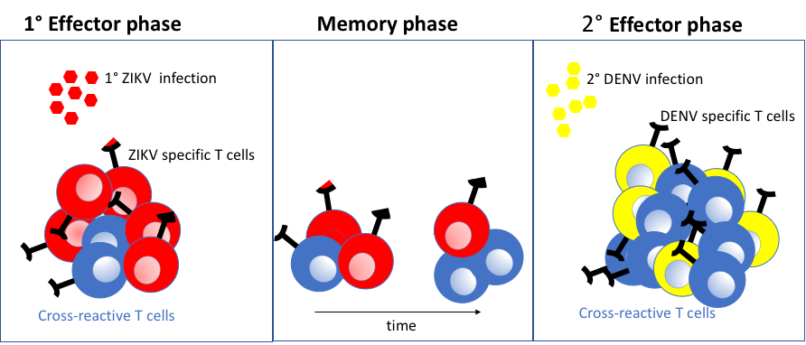 Time: a key factor defining Zika-dengue interactions