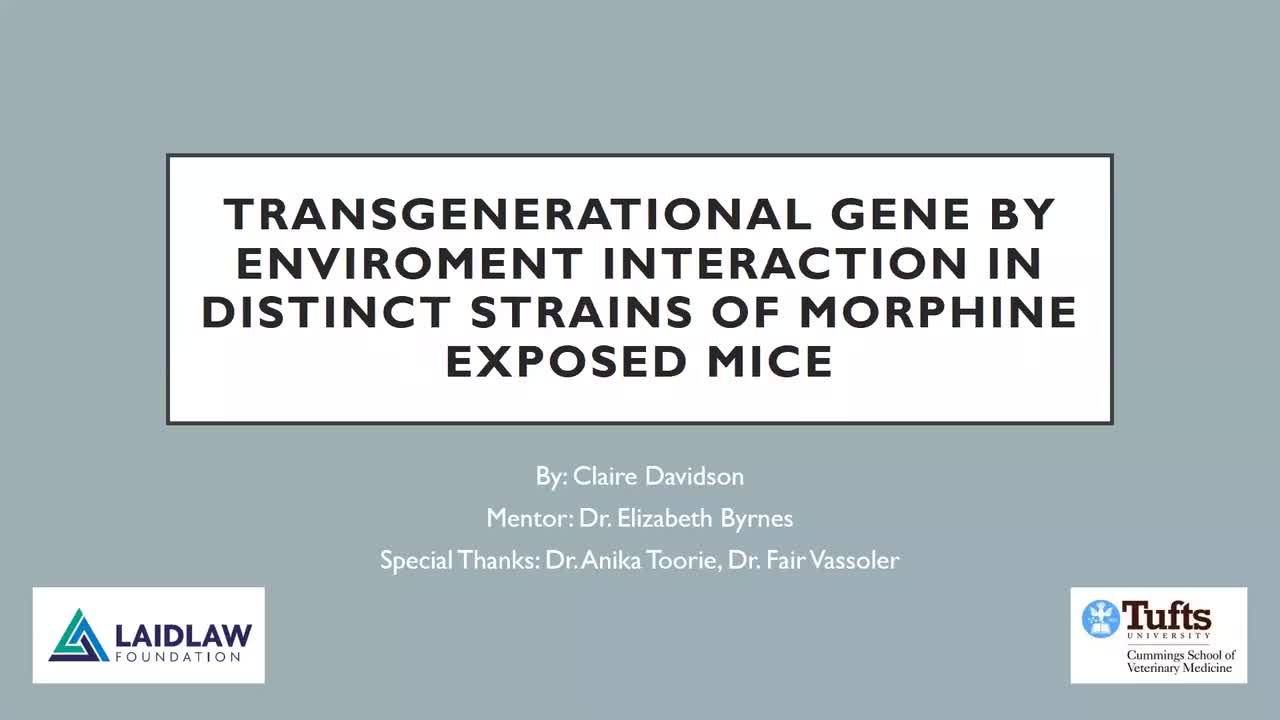 Transgenerational Gene by Enviroment Interaction in Distinct Strains of Morphine Exposed Mice - Claire Davidson