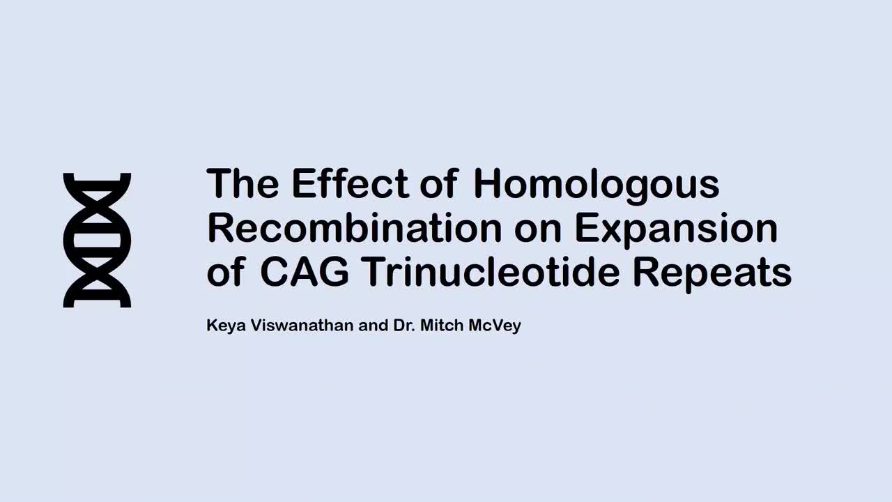 The Effect of Homologous Recombination on Expansion of CAG Trinucleotide Repeats - Keya Viswanathan