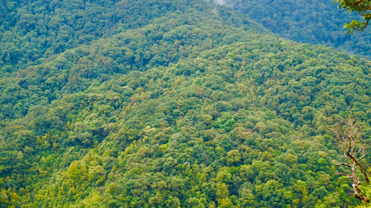 Search for the silver-backed chevrotain