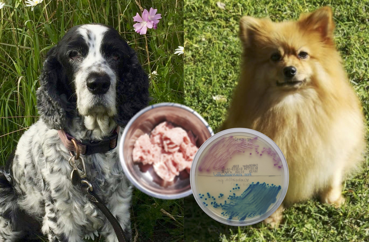 Raw pet food may contain antibiotic resistant bacteria