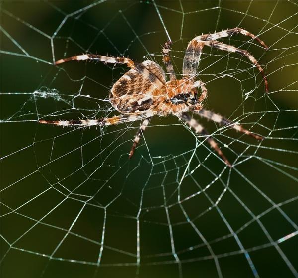 Artificial Spider Silk from Ion-Doped and Twisted Core-Sheath Hydrogel Fibres