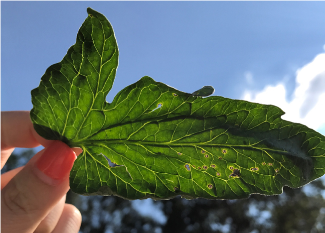 Using Magnesium Oxide Nanomaterial as A Novel Tool for Bacterial Disease Management