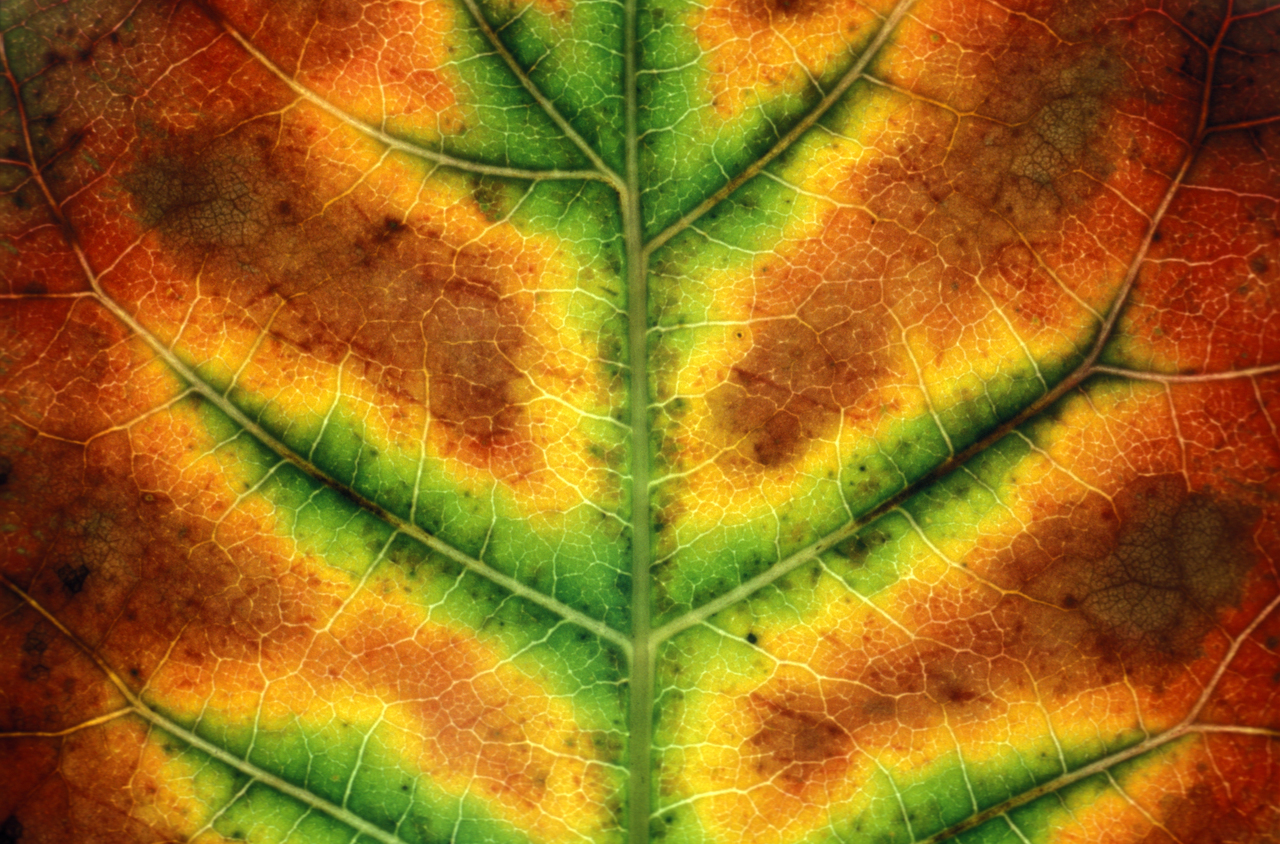 Carbon isotope discrimination model provides new insights into CO2 diffusion inside leaves of C3 plants