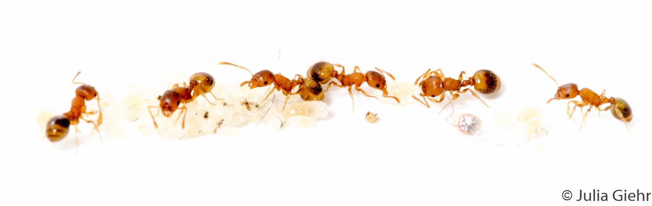 Ant workers produce males in queenless parts of multi-nest colonies