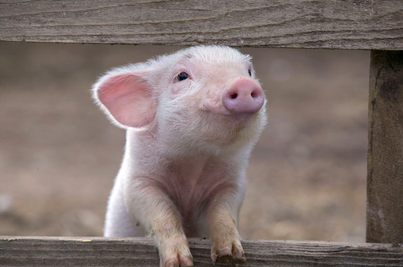 Leadership In Action Project - Why I'm Working with Open Cages