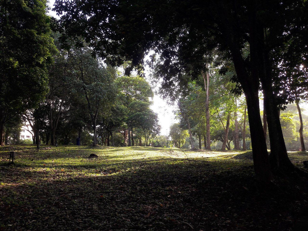 Social media photographs reveal a connection between nature and fond memories  