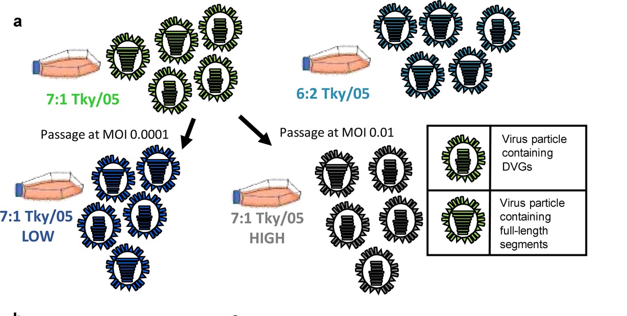 Do dirty viruses make you sicker?