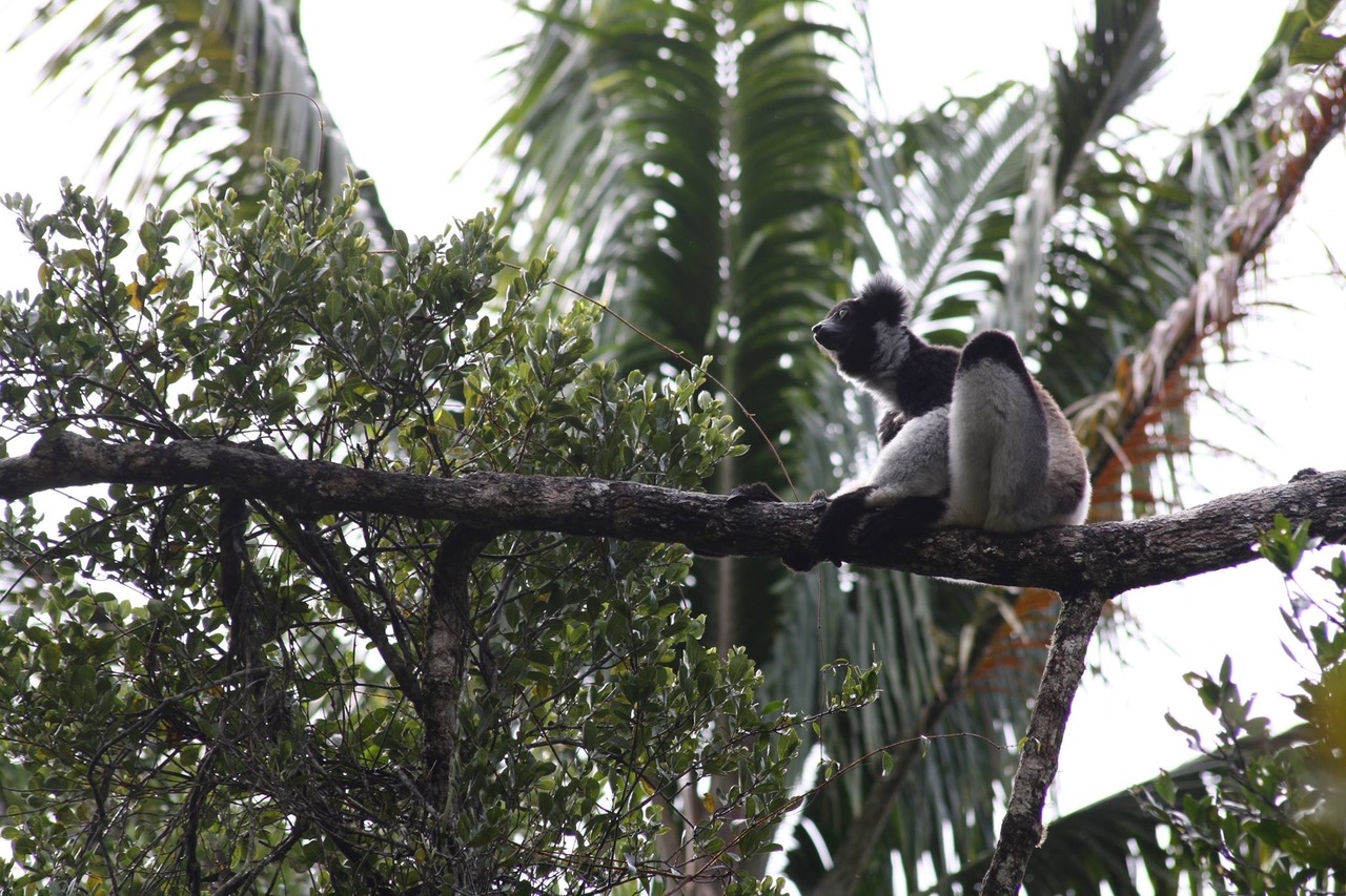 Gut microbes and host dietary niche differentiation 