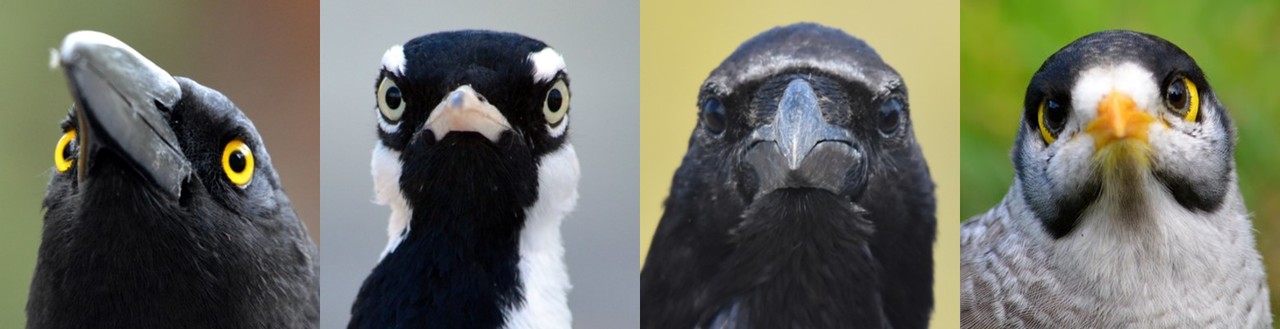 Could birds’ innovative behaviors save them from extinction?