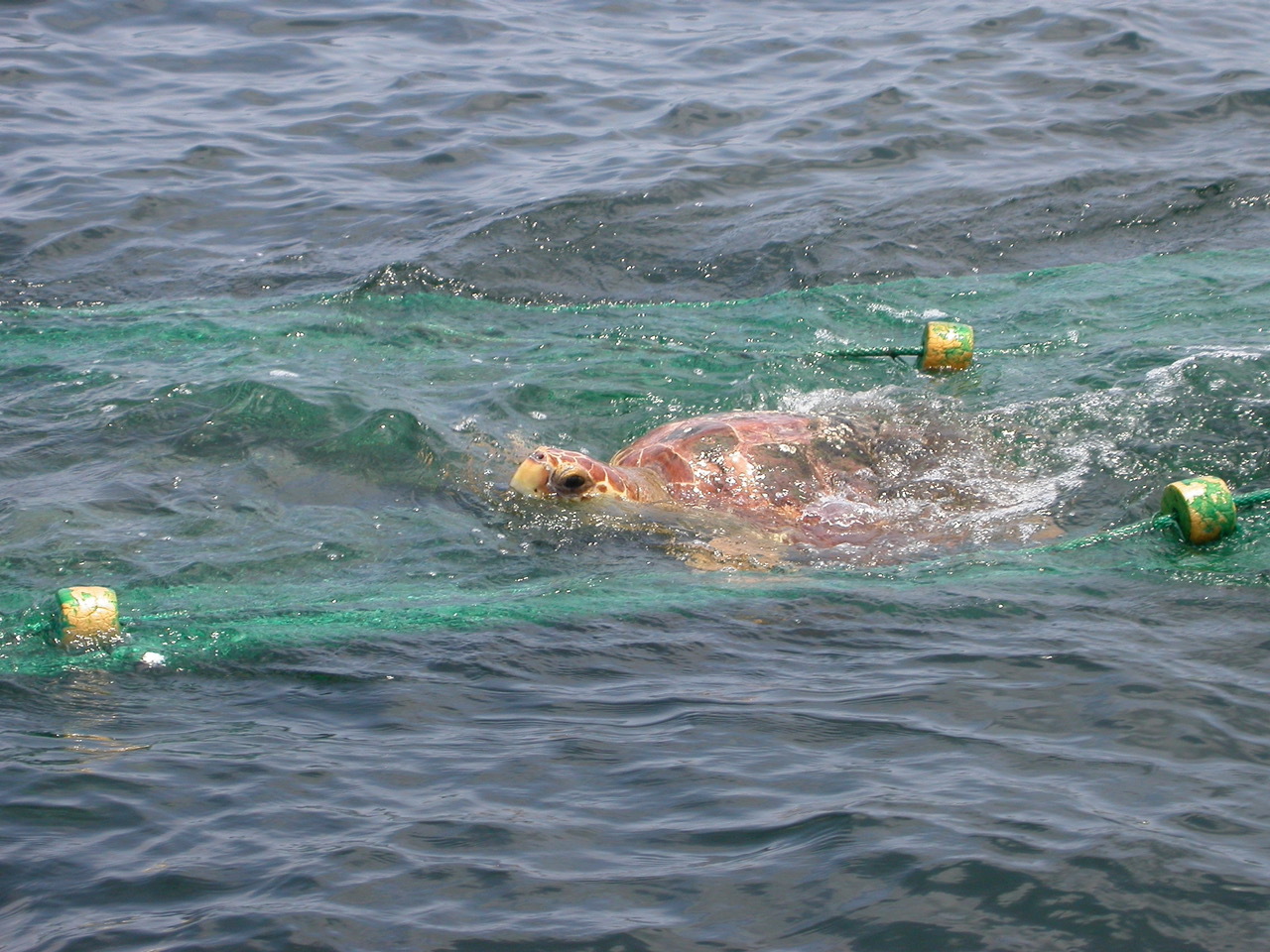 Comprehensive bycatch assessment in U.S. fisheries