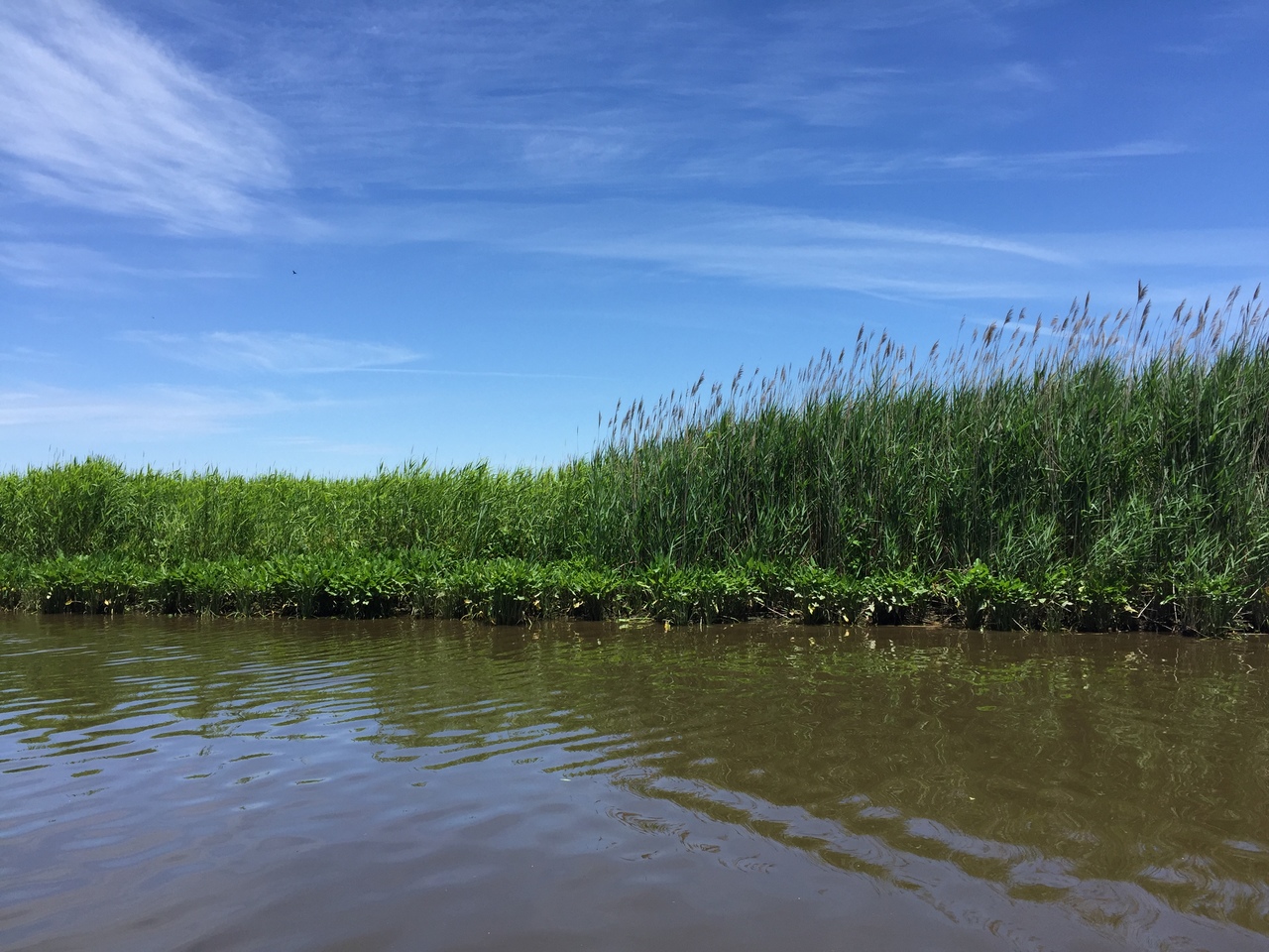 The Dark Side of the Phrag