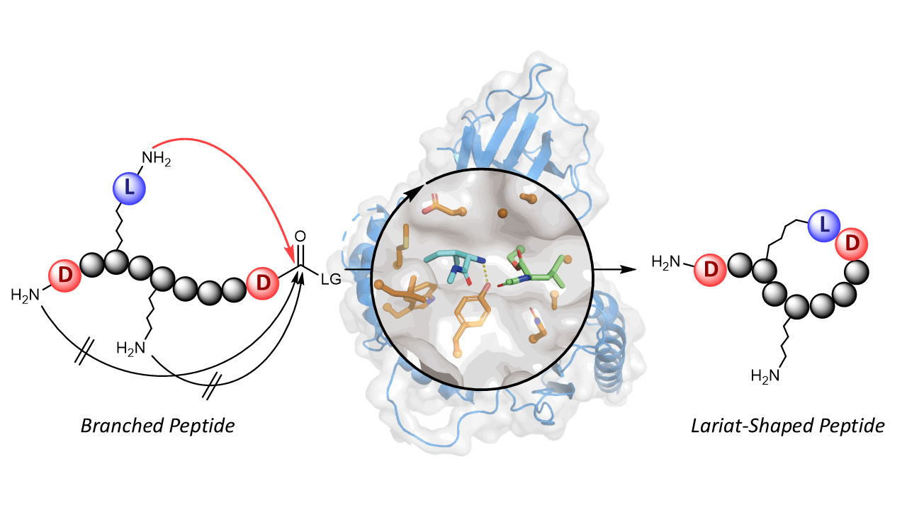 Switching the Cyclization Mode: Chemoenzymatic Synthesis of Lariat Lipopeptides