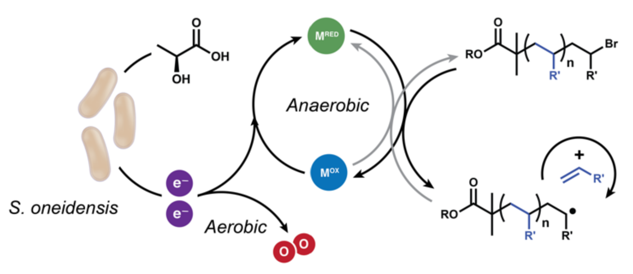 Living Radical Polymerization in Air using Bacteria