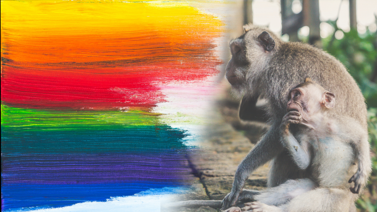 Evolving the capacity for far transfer of learning