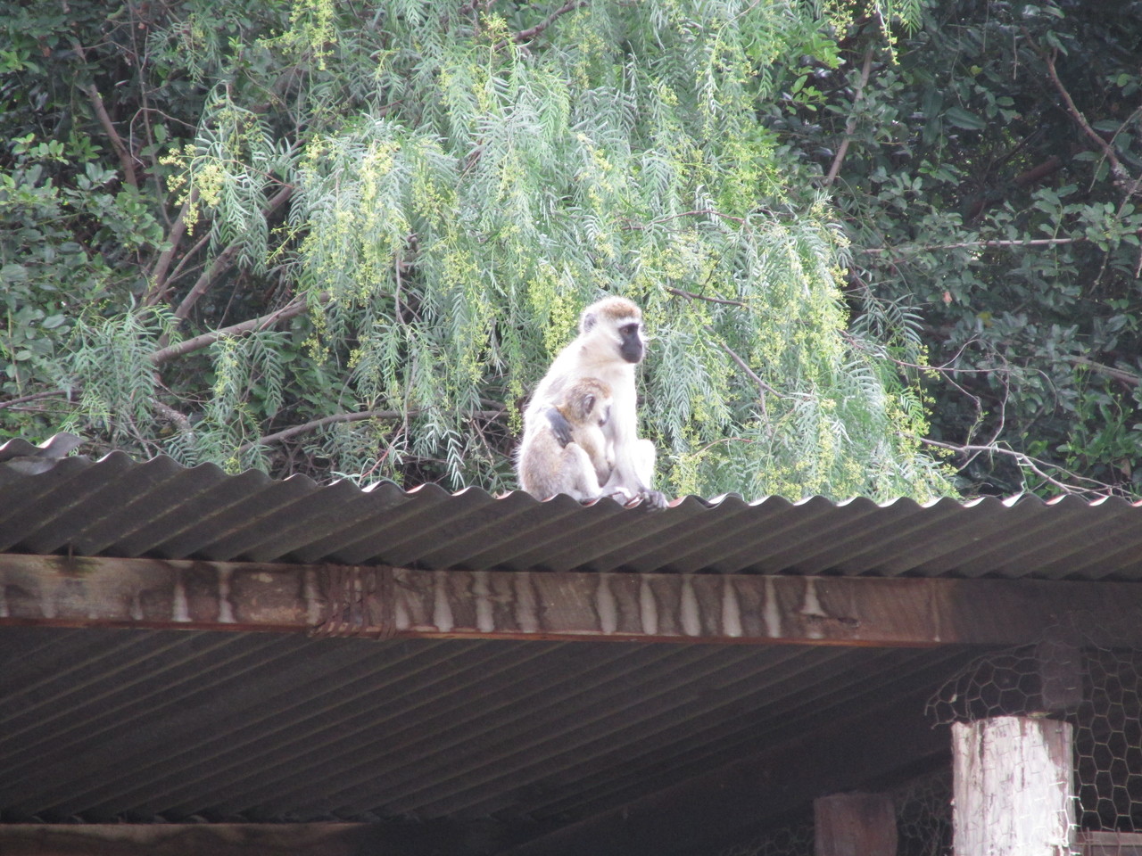 Help with dissertation research greatly appreciated. Questionnaire on social science and conservation research.