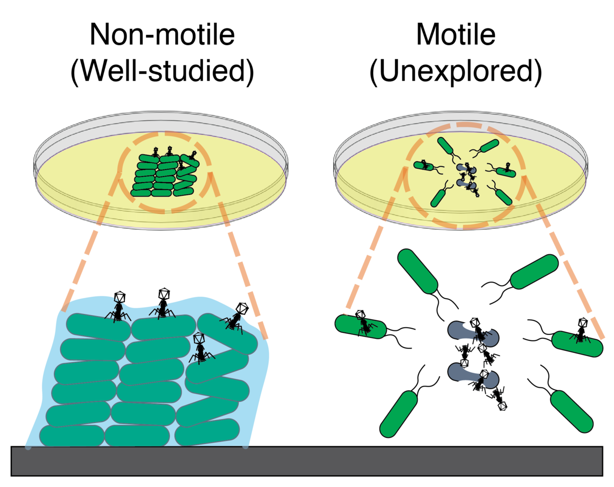 Phages hitch a ride with migrating bacteria