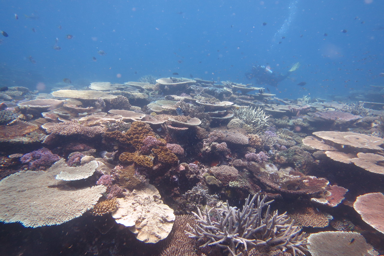 Phylosymbiosis on the Great Barrier Reef: A complex ecosystem with complex microbiomes