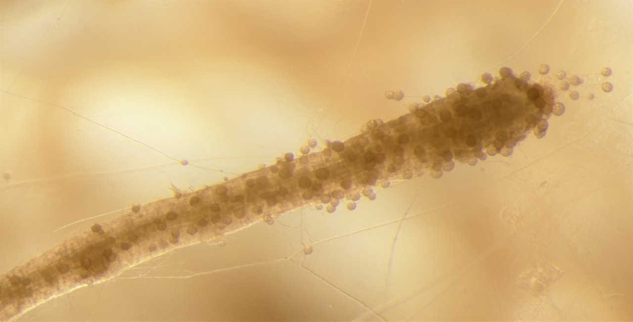 Activation of a putative mating response in arbuscular mycorrhizal fungi