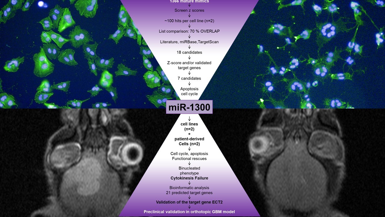 Profiling cytotoxic microRNAs in pediatric and adult glioblastoma cells by high-content screening, identification and validation of miR-1300